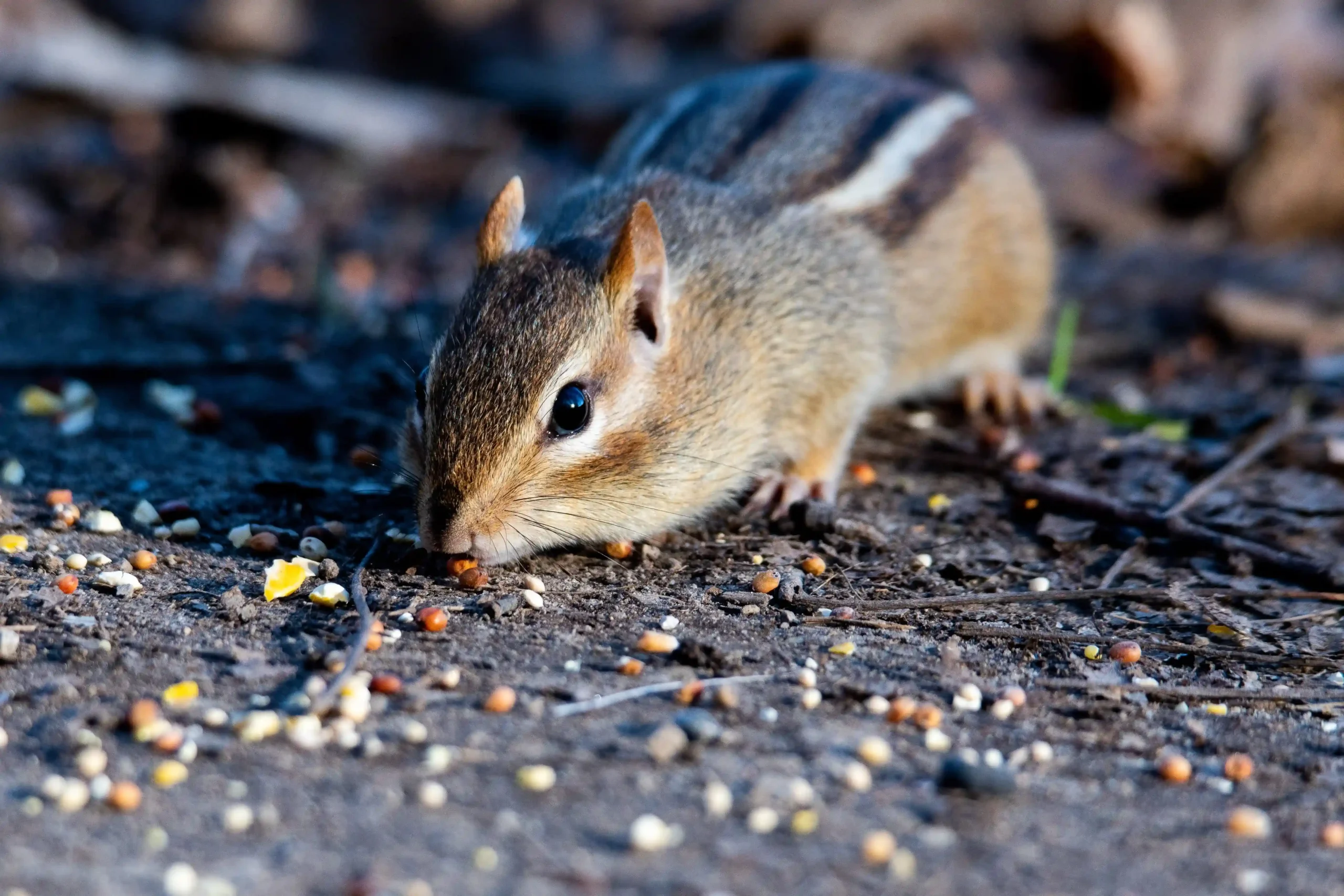 gopher (1)_compressed